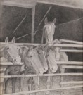 Lote 118: 'CABALLOS EN EL ESTABLO' Lote 118: 'CABALLOS EN EL ESTABLO' 'CABALLOS EN EL ESTABLO'