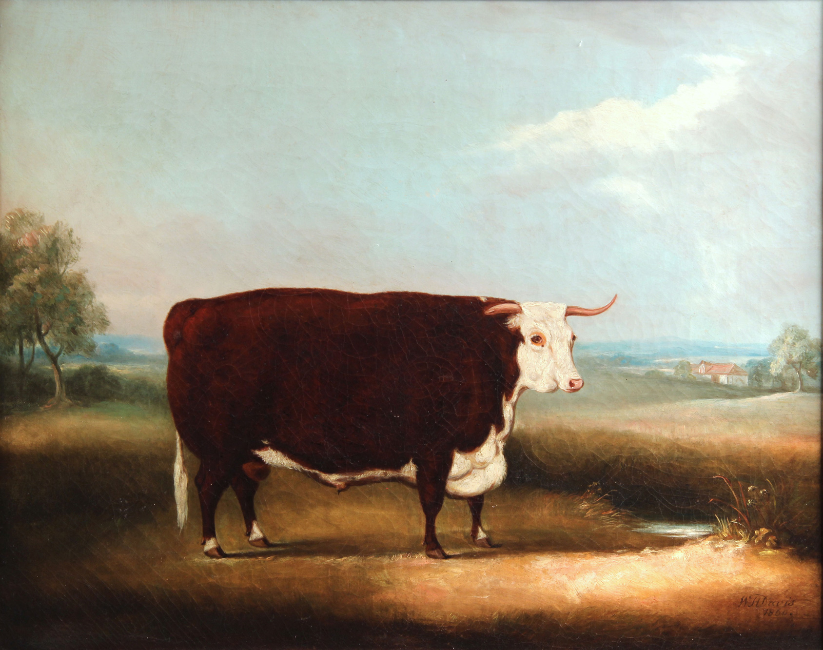 DAVIS, William Henry 'A PRIZE HEREFORD BULL'