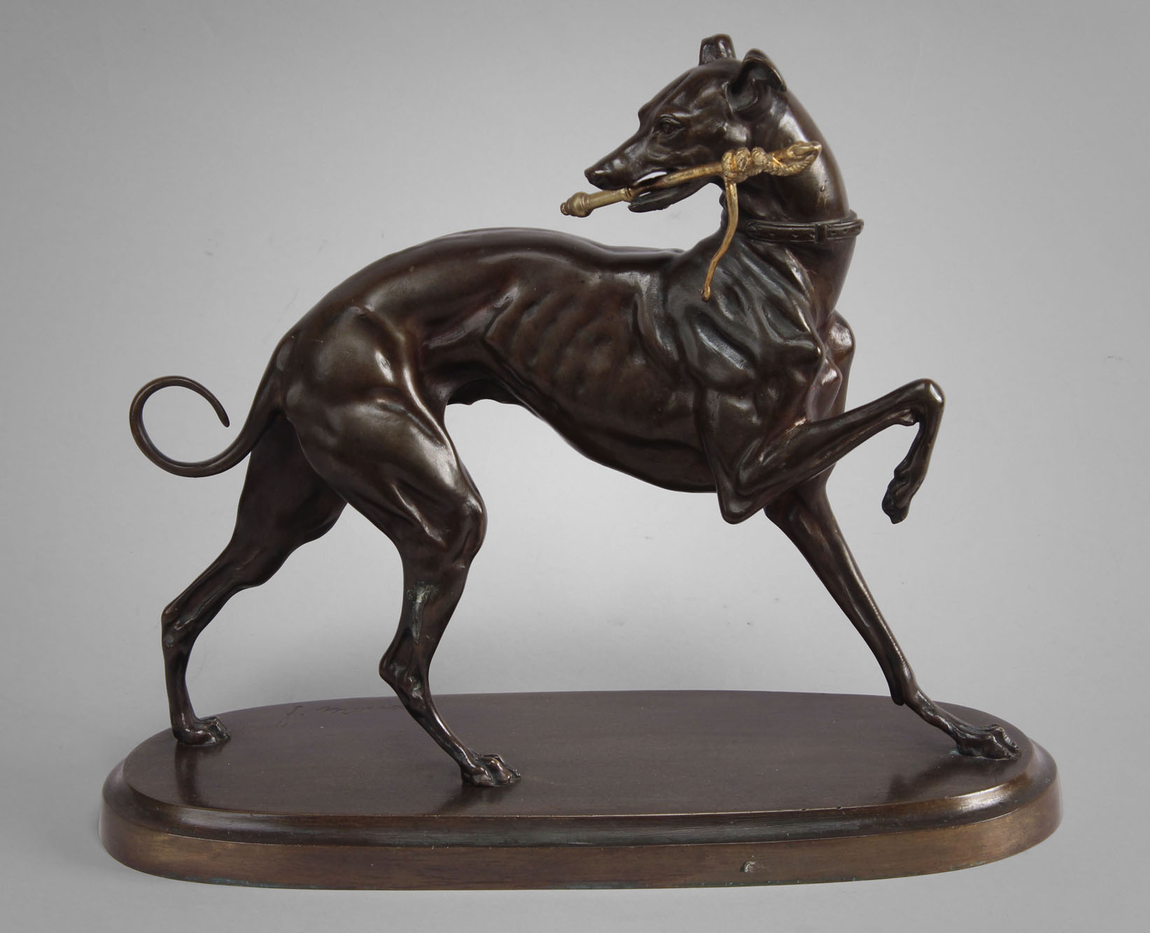 'GALGO CON CETRO' 'GALGO CON CETRO'